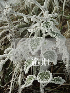 逾期沒還的花唄能用嗎