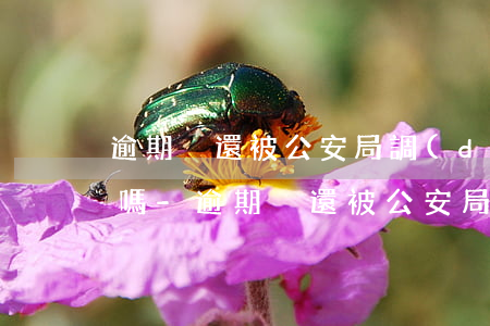 逾期沒還被公安局調(diào)查是真的嗎-逾期沒還被公安局調(diào)查是真的嗎嗎