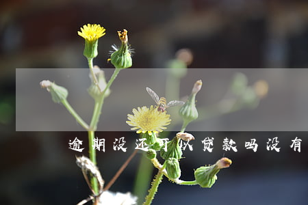 逾期没还可以贷款吗(没有逾期可以贷款吗)