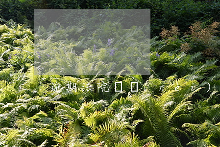 逾期法院傳內(nèi)涵