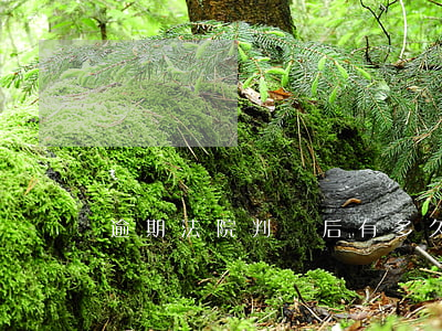 逾期法院判決后有多久緩沖期