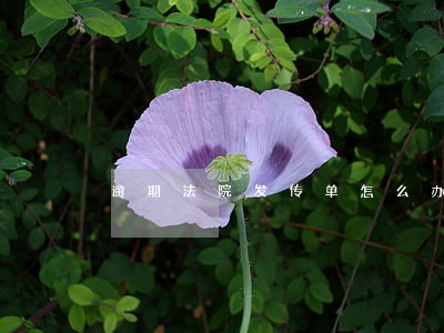 逾期法院发传单怎么办(贷款逾期法院传单)