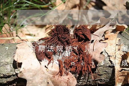 逾期法院結(jié)案程序(立案因法院審查期內(nèi)造成的逾期怎么辦?)