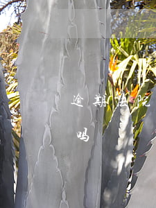 逾期法院要求出庭(出庭日期被告不出庭违法吗)