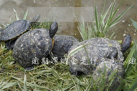 逾期滞纳金是什么意思（逾期后滞纳金是多少）