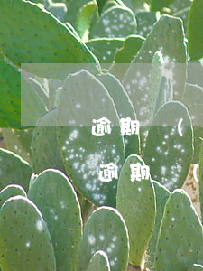 逾期無(wú)力償還怎么面對(duì) 逾期無(wú)力還款