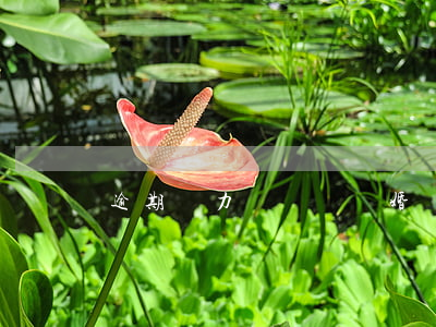 逾期無力償還該離婚嗎(逾期無力還款)