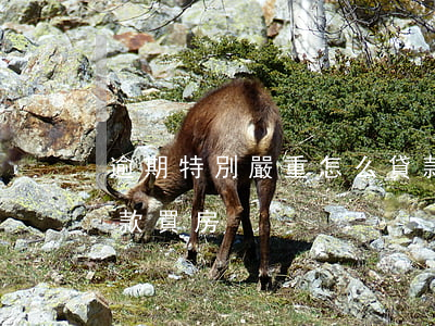 逾期特別嚴重怎么貸款 逾期特別嚴重怎么貸款買房