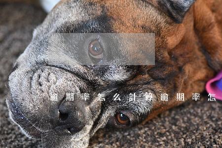 逾期率怎么計算(逾期率怎么計算公式)