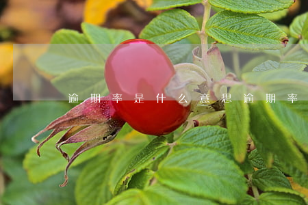 逾期率是什么意思（逾期率用英语怎么说）