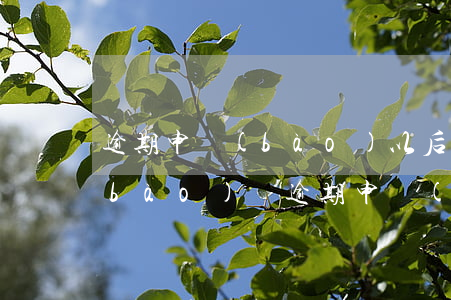 逾期申報(bào)以后罰完款還能申報(bào)嗎(逾期申報(bào)不予處罰是哪一條)
