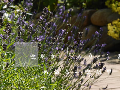 逾期申報(bào)查詢每個(gè)月幾號出信息-逾期申報(bào)查詢每個(gè)月幾號出信息的