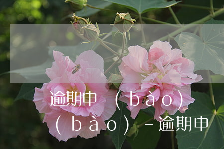 逾期申報(bào)處罰完了還是不能申報(bào)-逾期申報(bào)處罰完了還是不能申報(bào)怎么辦