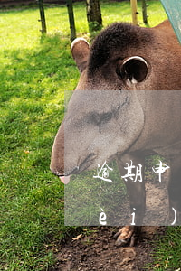 逾期申報印花稅的處罰（逾期申報幾天內(nèi)申報不罰款印花稅）
