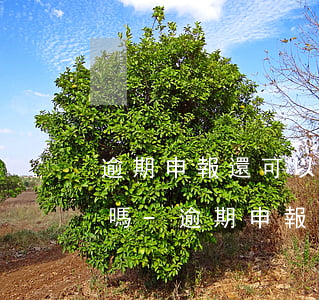 逾期申報還可以開具無違規(guī)證明嗎-逾期申報還可以開具無違規(guī)證明嗎怎么辦
