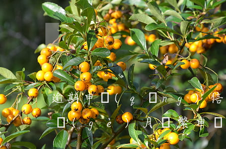 逾期申請(qǐng)信用卡被拒等多久(一個(gè)月頻繁申請(qǐng)信用卡被拒要隔多久)