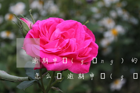 逾期申請(qǐng)的網(wǎng)貸怎么辦（逾期申請(qǐng)的網(wǎng)貸）