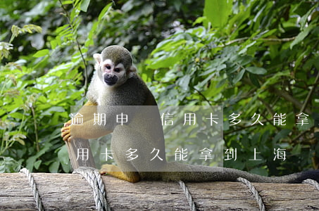 逾期申請信用卡多久能拿到上海(逾期申請信用卡多久能拿到上海)