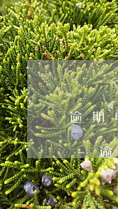 逾期申請停息分期后第三方還會暴力催收嗎-逾期申請停息分期后第三方還會暴力催收嗎