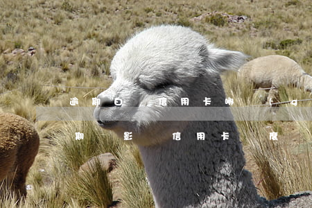 逾期白條信用卡哪個(gè)利息高(白條逾期會影響信用卡額度嗎)