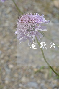 逾期的人還款是否要全還(逾期了就要全還嗎)