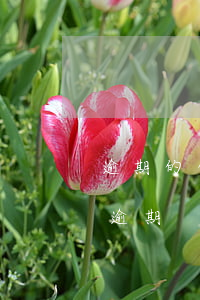 逾期的信用卡可以分期還款嗎（信用卡分期再逾期）