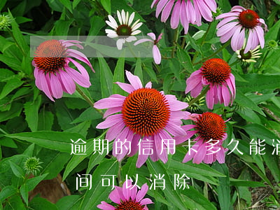 逾期的信用卡多久能消除(信用卡逾期多长时间可以消除)