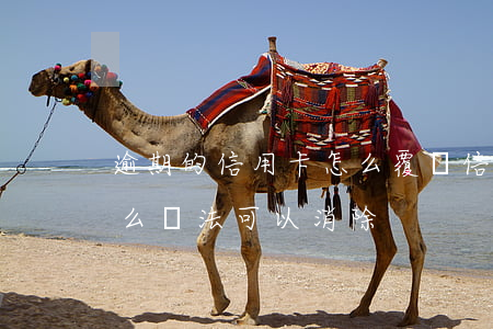 逾期的信用卡怎么覆蓋(信用卡逾期有沒有什么辦法可以消除)