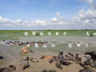 逾期的信用卡會從其他的儲蓄卡里扣嗎（信用卡自己扣錢逾期了）