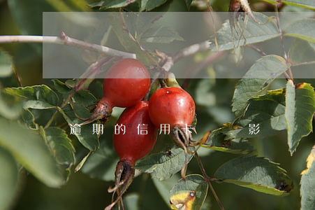 逾期的信用卡銷戶影響貸款嗎