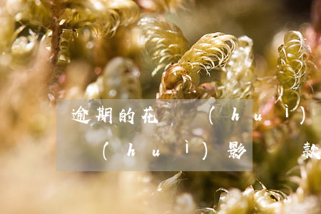 逾期的花唄會(huì)怎么樣嗎(花唄逾期會(huì)影響貸款嗎知乎)
