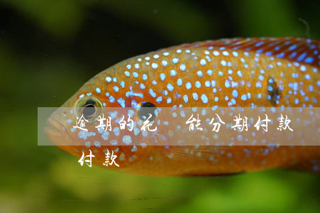 逾期的花唄能分期付款嗎(逾期的花唄能分期付款嗎)