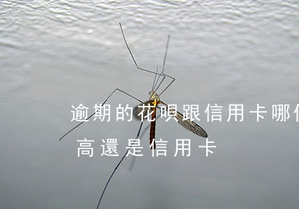 逾期的花唄跟信用卡哪個利息高(花唄的利息高還是信用卡)