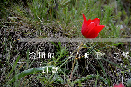 逾期的貸款在哪里還(之前有過逾期還能在哪貸到款)