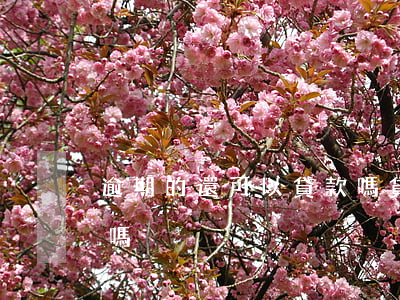 逾期的還可以貸款嗎(貸款有過逾期還能貸款嗎)