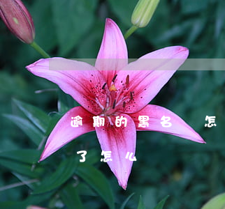 逾期的黑名單怎么貸款(貸款逾期拉黑了名單了怎么辦)