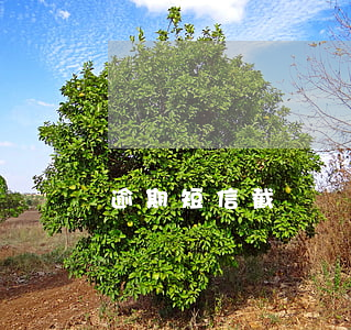 逾期短信截圖