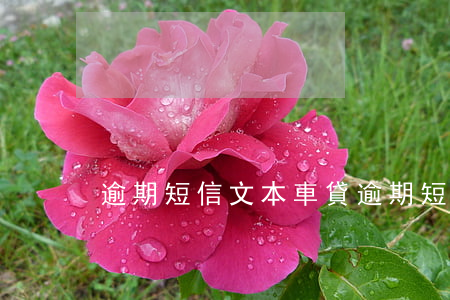 逾期短信文本(車貸逾期短信文本)