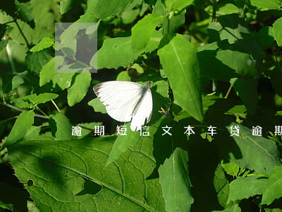 逾期短信文本(车贷逾期短信文本)