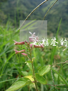 逾期签的合同又没有钱还(逾期未还款违约金)