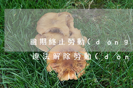 逾期終止勞動(dòng)合同違法解除-違法解除勞動(dòng)合同追訴期
