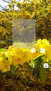 逾期網(wǎng)商貸，逾期網(wǎng)商貸要不要接電話