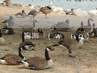 逾期網(wǎng)貸一天會怎么樣