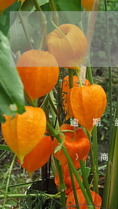 逾期網(wǎng)貸如何攜手協(xié)商(網(wǎng)貸逾期前協(xié)商還是逾期后協(xié)商)