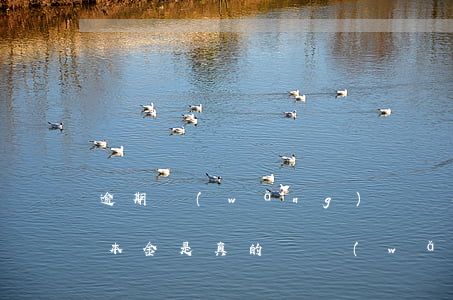 逾期網(wǎng)貸聯(lián)系還本金是真的嗎(網(wǎng)貸逾期還了)