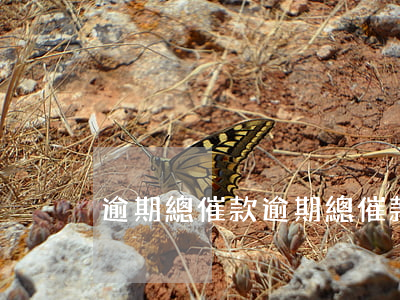 逾期總催款(逾期總催款電話要不要接)