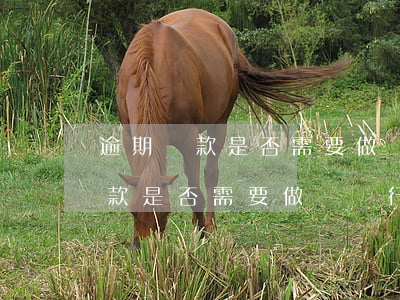 逾期繳款是否需要做稅務行政處罰-逾期繳款是否需要做稅務行政處罰決定
