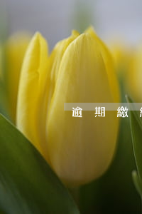 逾期繳納稅款0.5倍 逾期納稅罰款多少