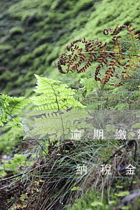逾期繳納稅金公告在哪里可以查到-逾期繳納稅金公告在哪里可以查到呢