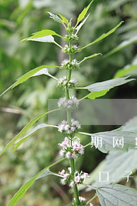 逾期网贷下款的口子吗(网贷逾期还可以借钱的口子)